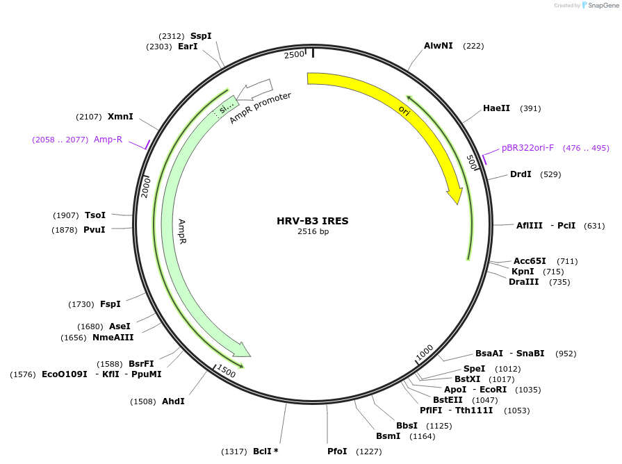 189969-plasmid-map-sequence-id-371450