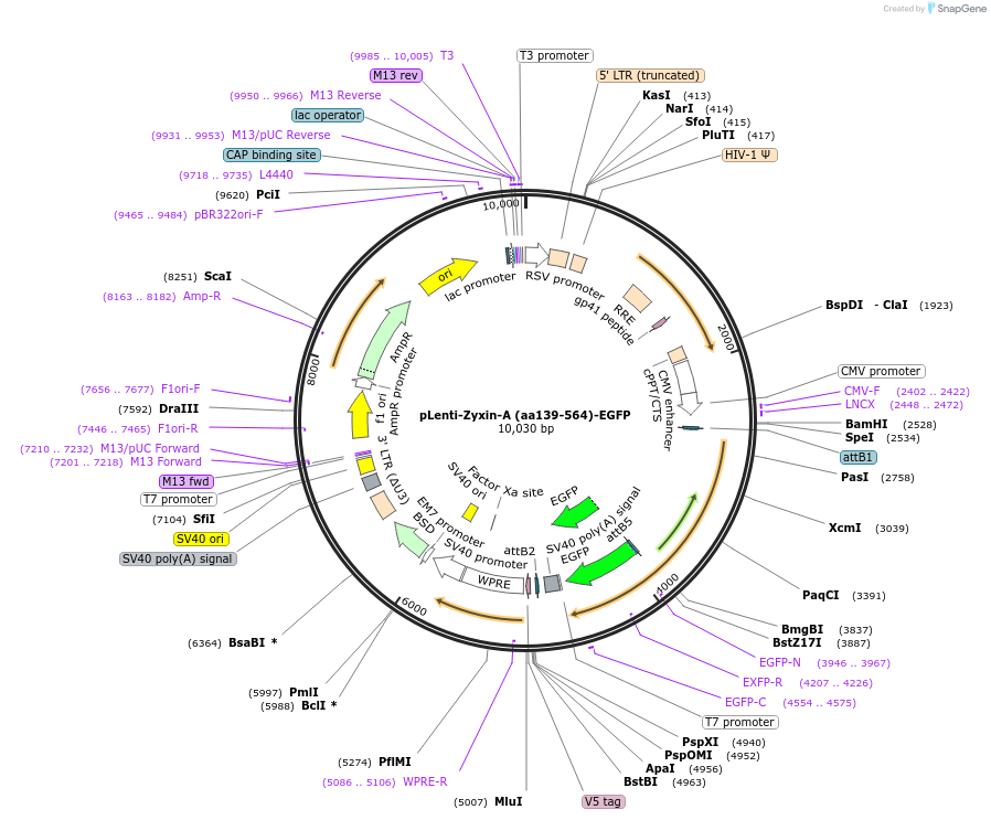 187693-plasmid-map-sequence-id-371452