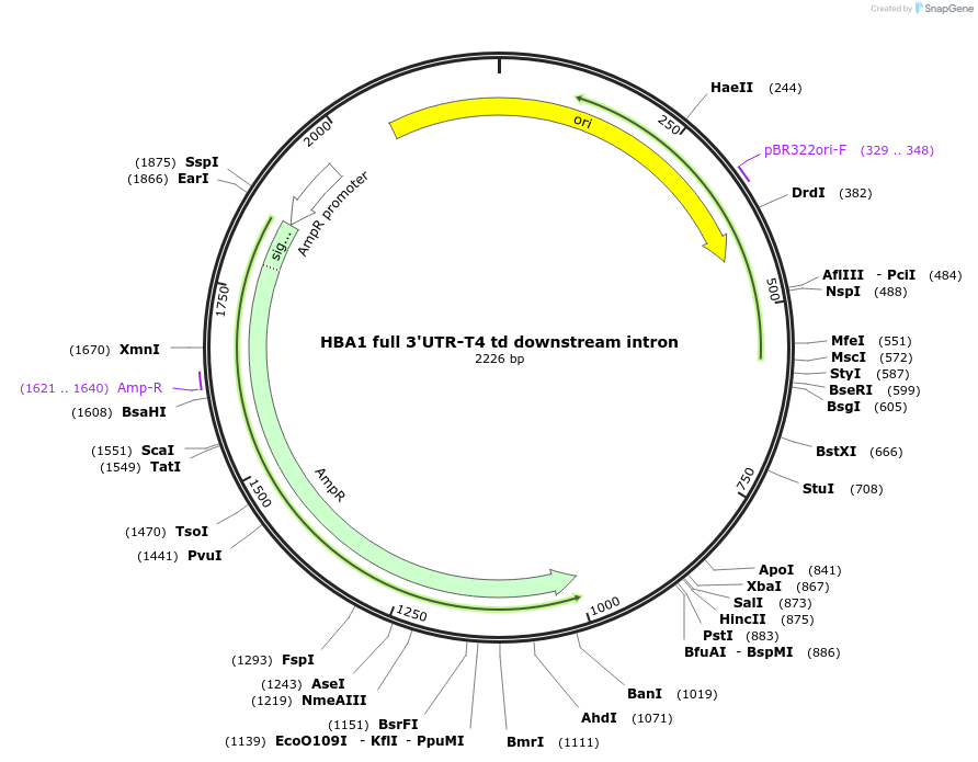 189974-plasmid-map-sequence-id-371453