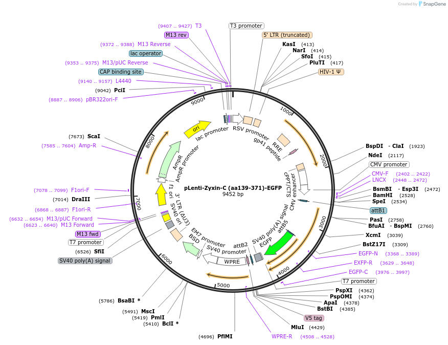 187695-plasmid-map-sequence-id-371454