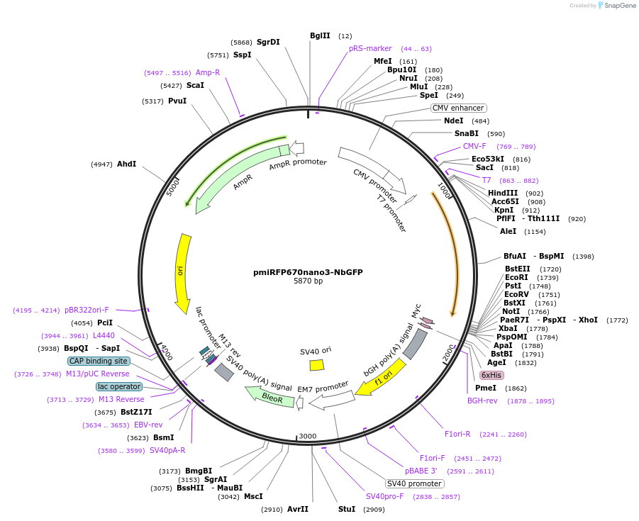 184686-plasmid-map-sequence-id-371457