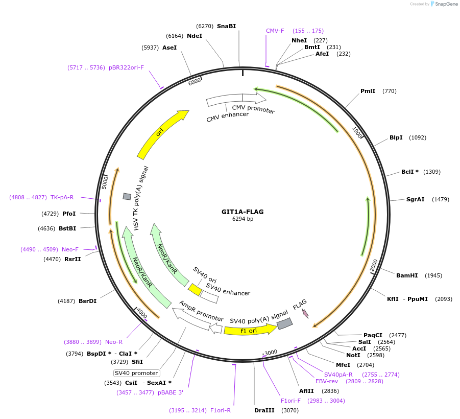 15225-plasmid-map-sequence-id-371463