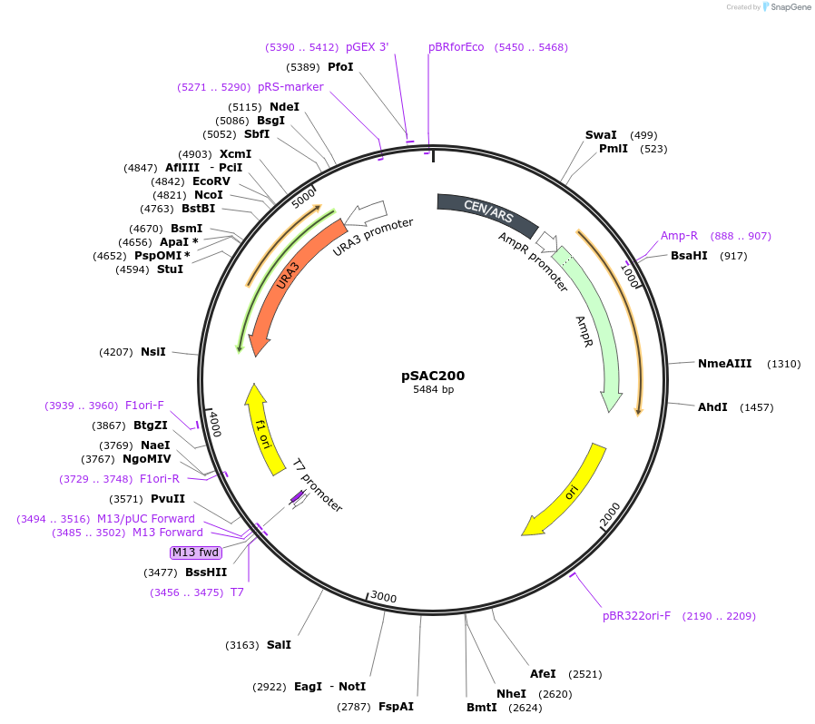 187911-plasmid-map-sequence-id-371542