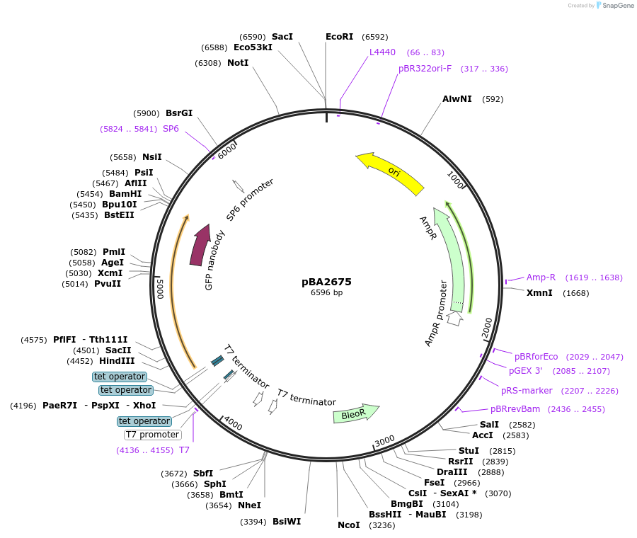 189997-plasmid-map-sequence-id-371586