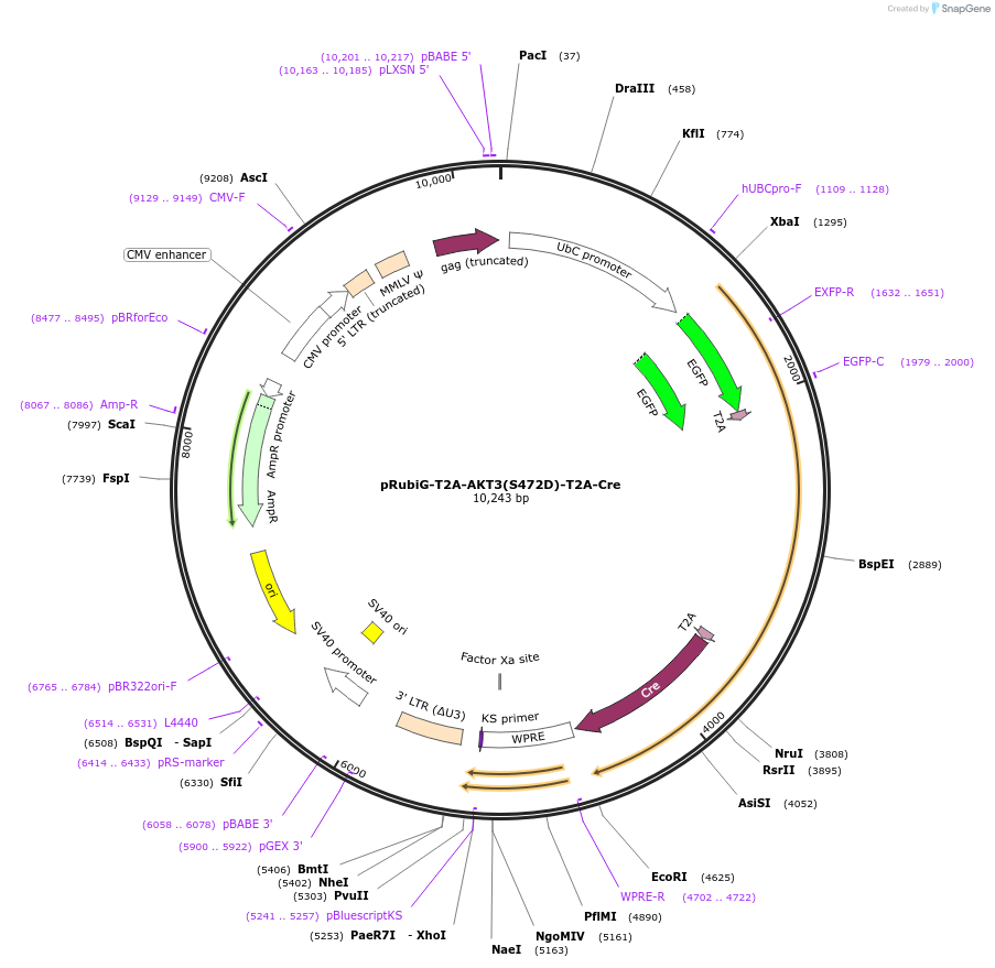 189010-plasmid-map-sequence-id-371591