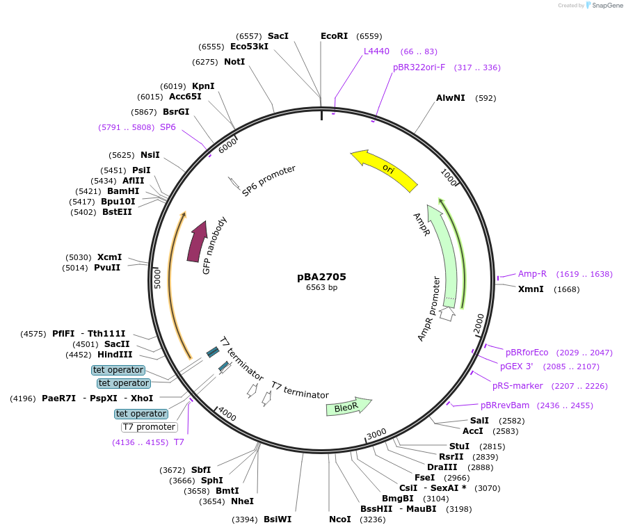 189998-plasmid-map-sequence-id-371593