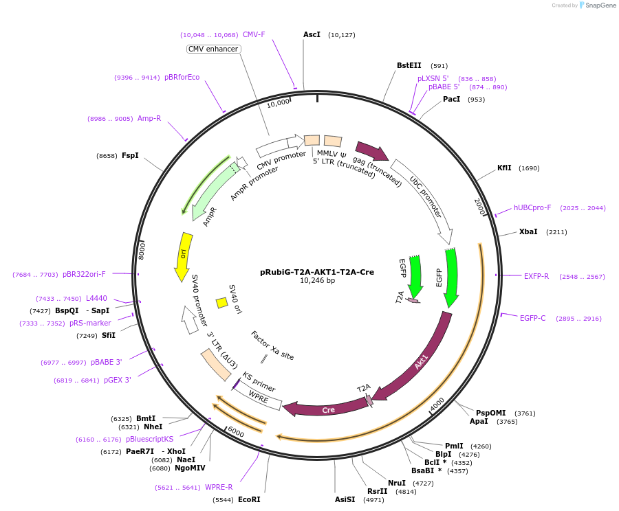 189011-plasmid-map-sequence-id-371597