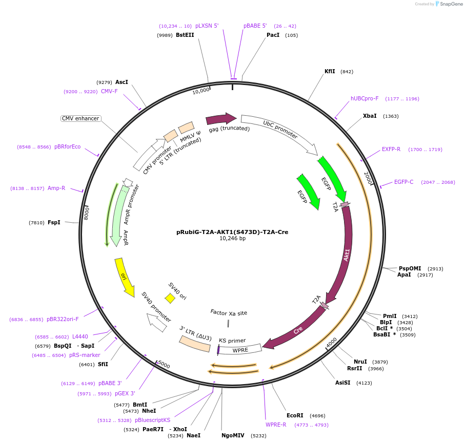 189013-plasmid-map-sequence-id-371606