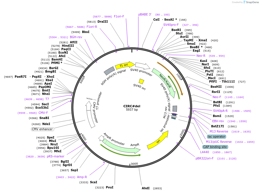 186344-plasmid-map-sequence-id-371610