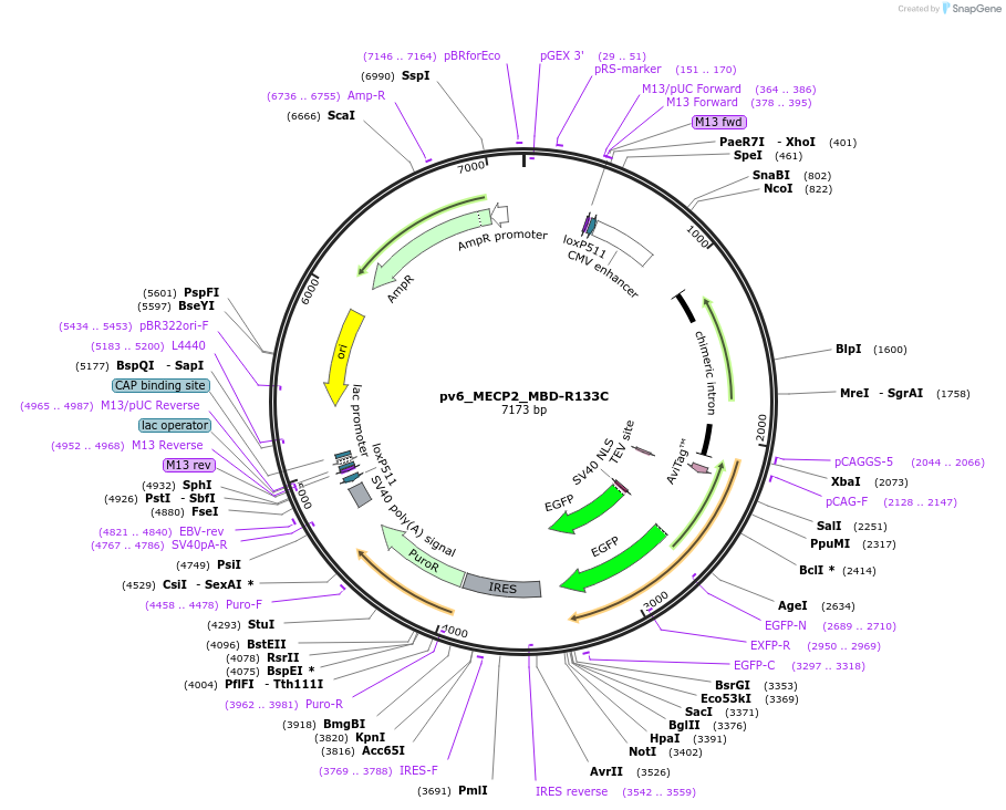 179409-plasmid-map-sequence-id-371616