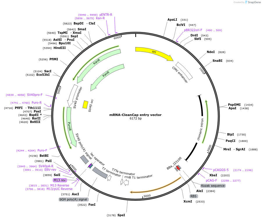 188249-plasmid-map-sequence-id-371630