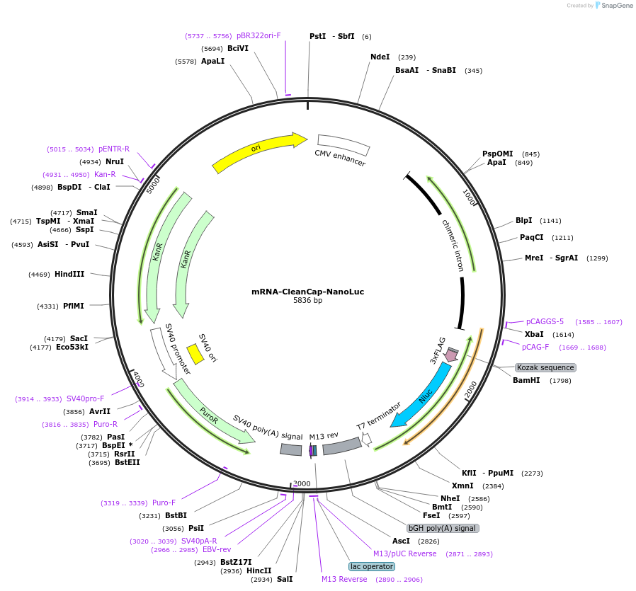 188247-plasmid-map-sequence-id-371634