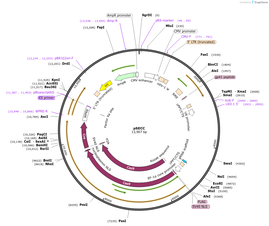 60820-plasmid-map-sequence-id-371636