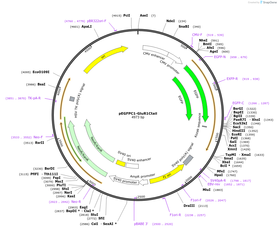 32441-plasmid-map-sequence-id-37167