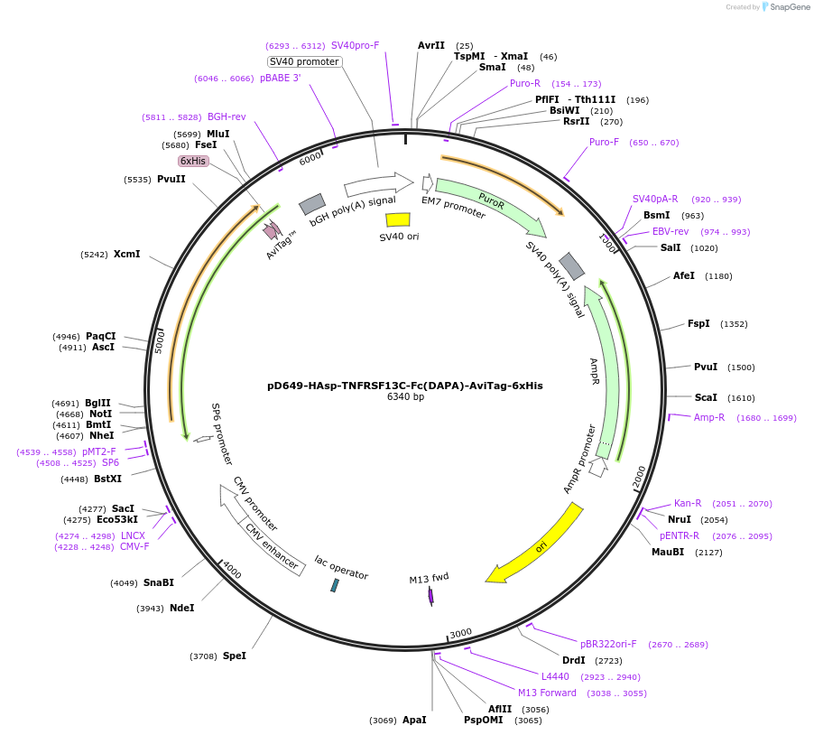 156490-plasmid-map-sequence-id-371819