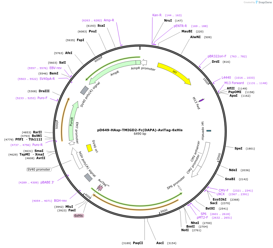 156515-plasmid-map-sequence-id-371820
