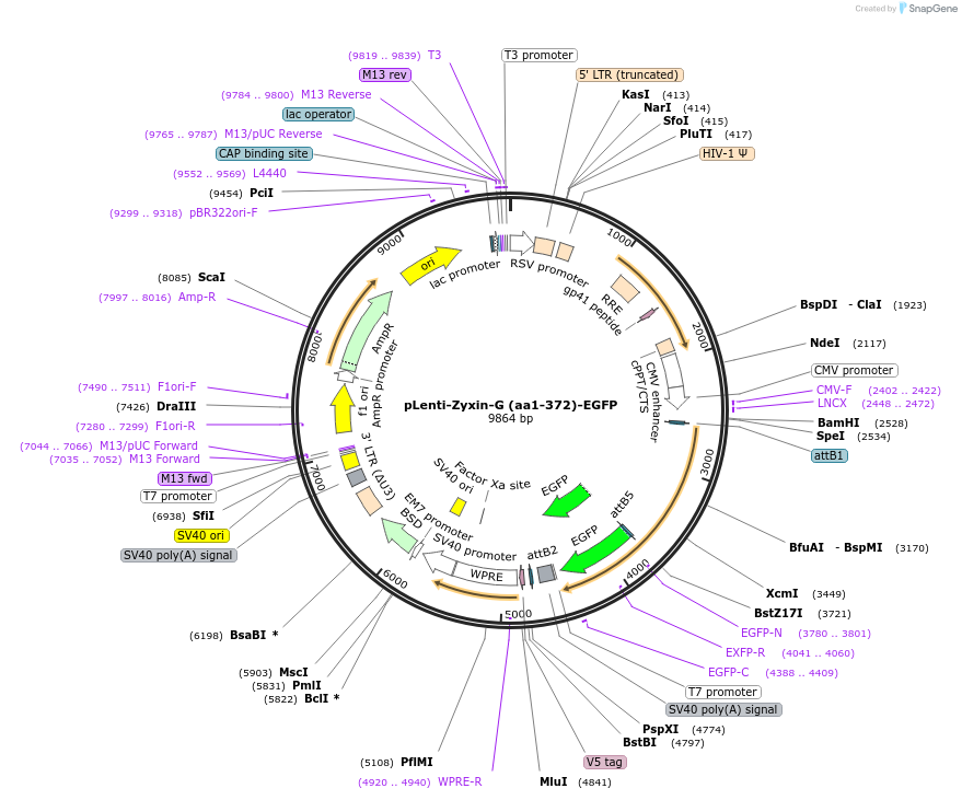 187699-plasmid-map-sequence-id-371821