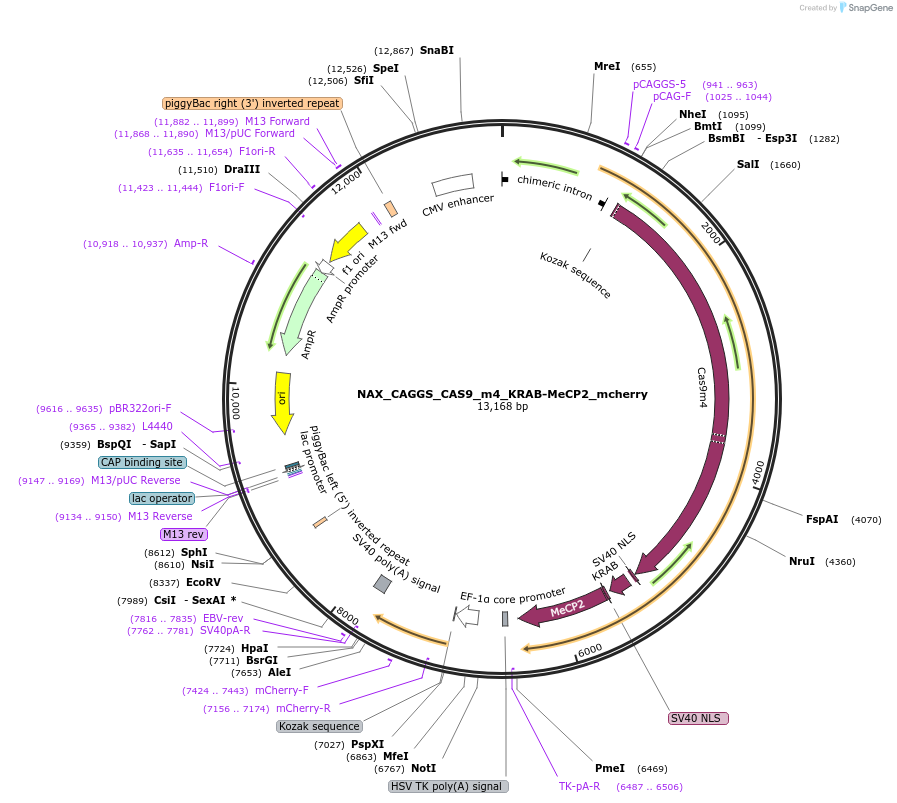 167902-plasmid-map-sequence-id-371825