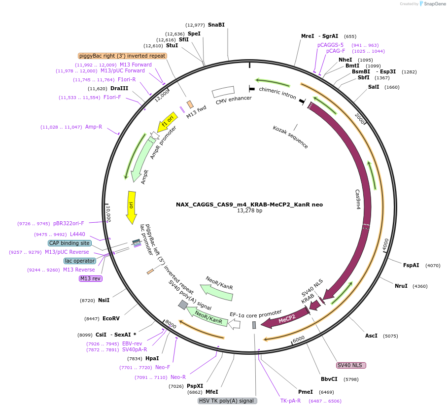 167901-plasmid-map-sequence-id-371826