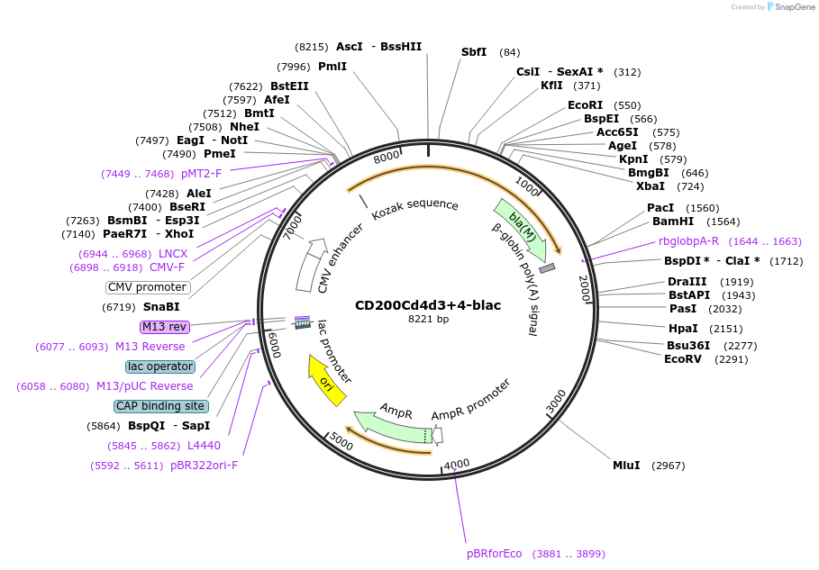 32405-plasmid-map-sequence-id-37187