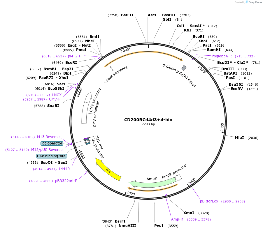 32406-plasmid-map-sequence-id-37188