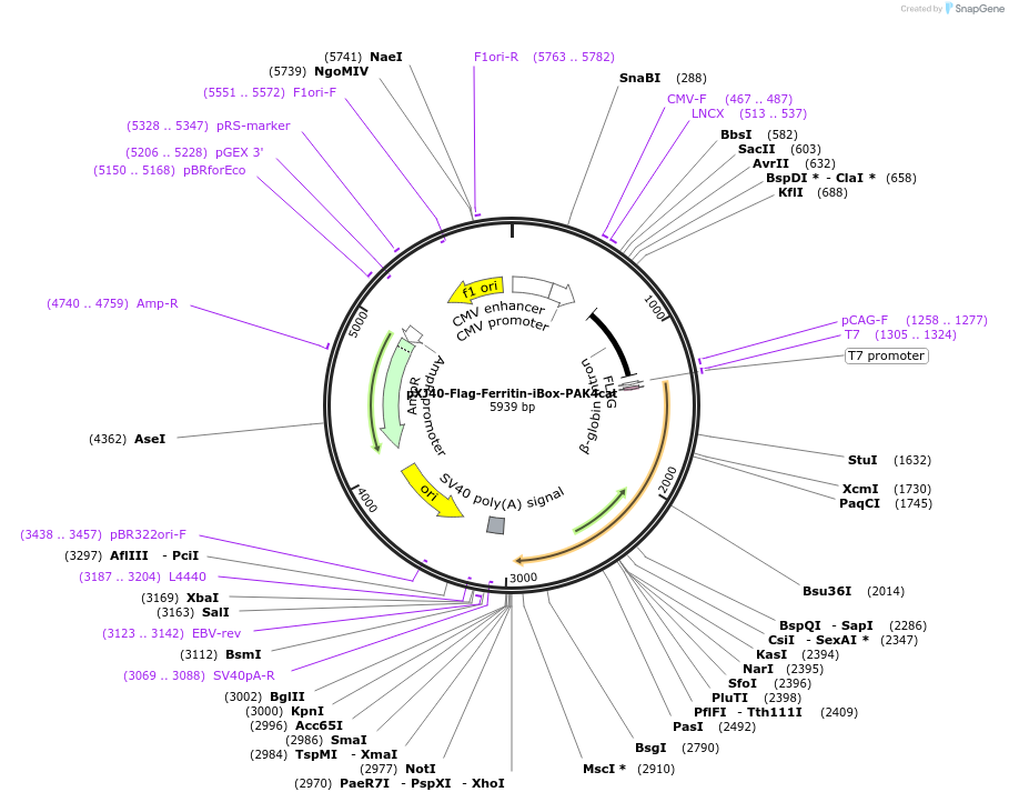 190180-plasmid-map-sequence-id-371906