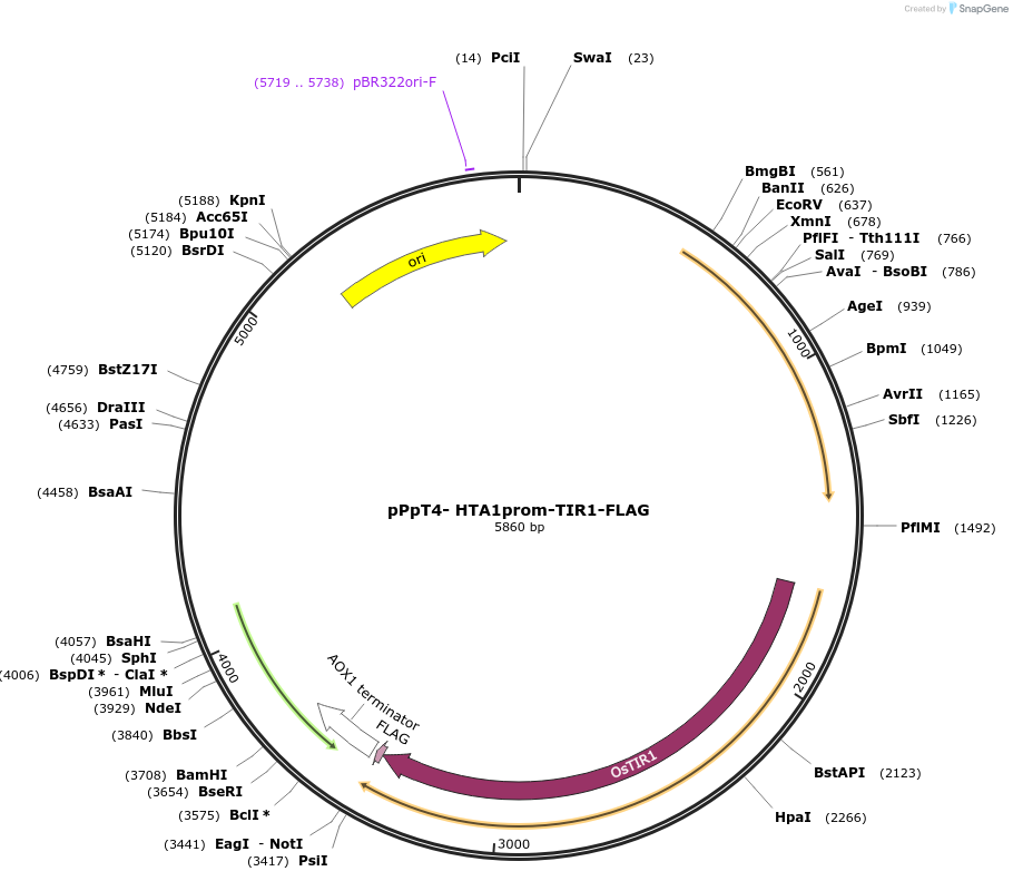 189725-plasmid-map-sequence-id-371922