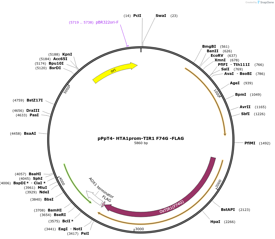 189728-plasmid-map-sequence-id-371930
