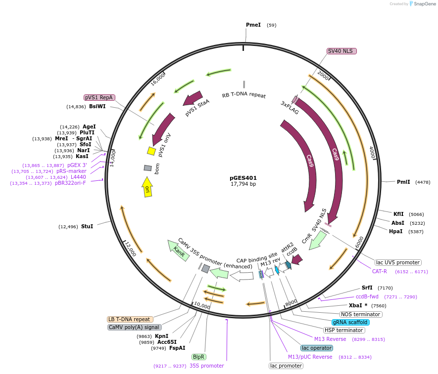 190198-plasmid-map-sequence-id-371936