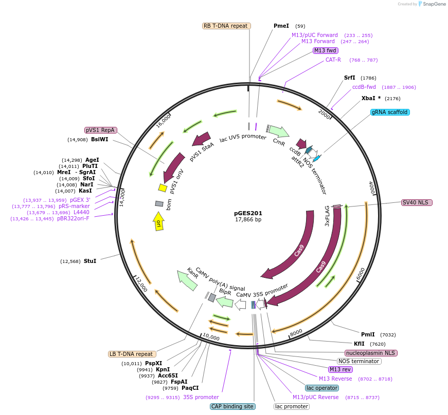 190197-plasmid-map-sequence-id-371938