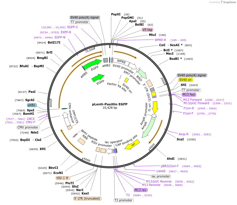 187688-plasmid-map-sequence-id-371942