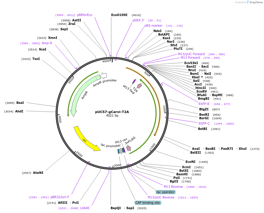 190333-plasmid-map-sequence-id-371944
