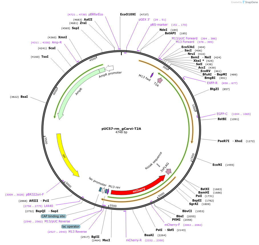 190334-plasmid-map-sequence-id-371945
