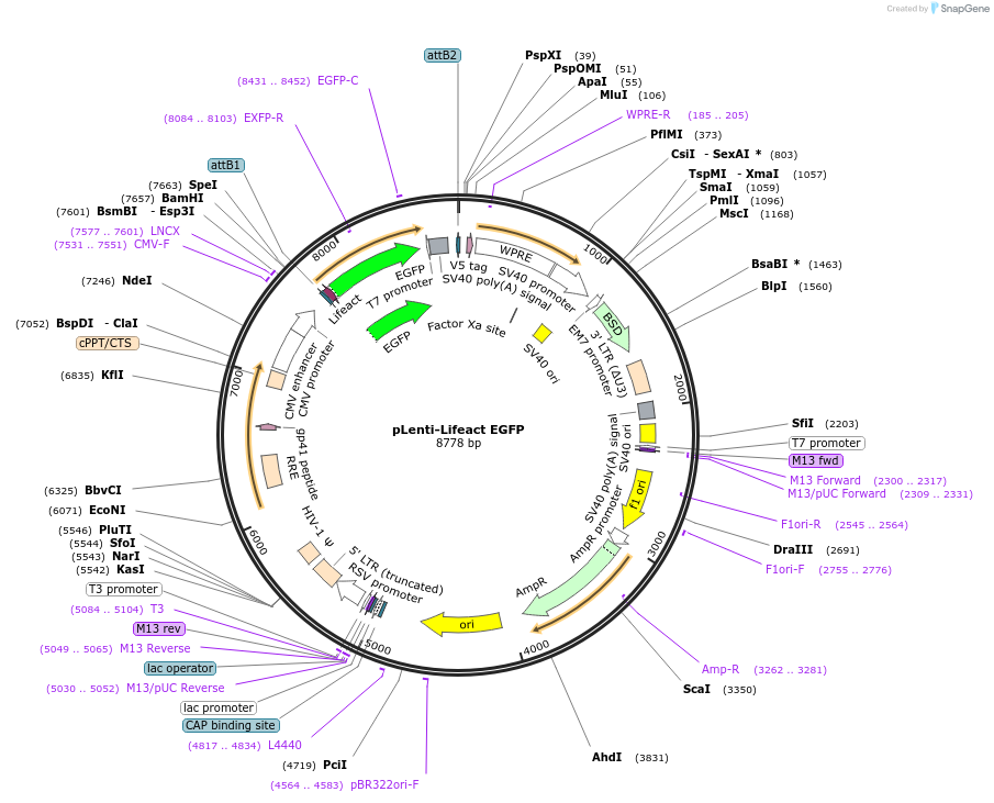 187686-plasmid-map-sequence-id-371946