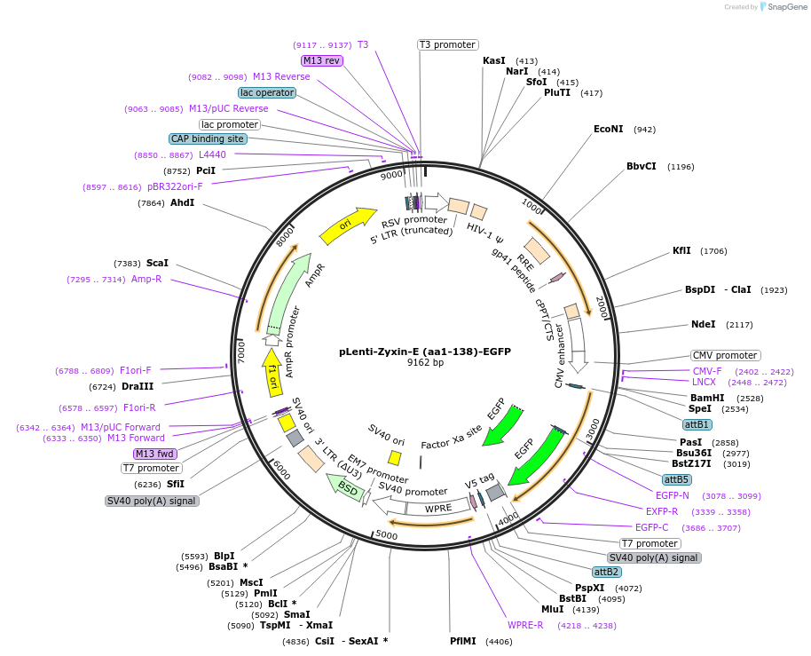 187697-plasmid-map-sequence-id-371949