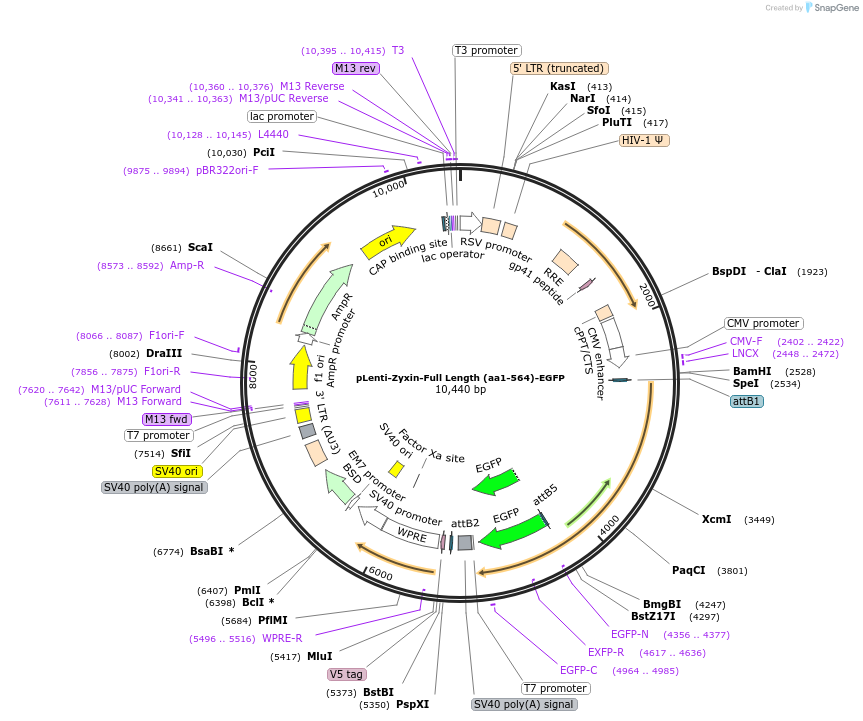 187692-plasmid-map-sequence-id-371952