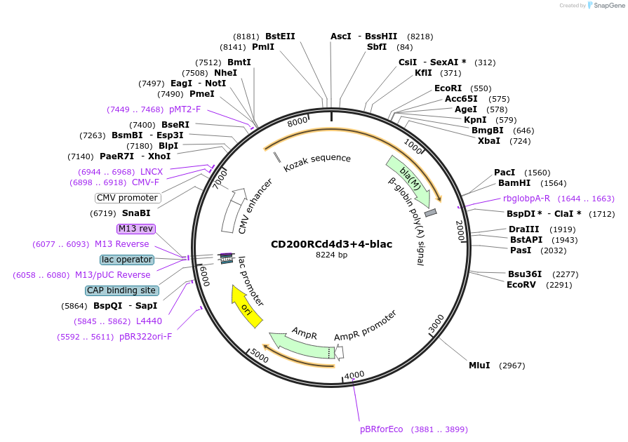 32407-plasmid-map-sequence-id-37196
