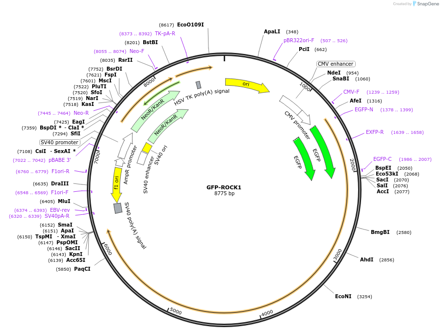 187296-plasmid-map-sequence-id-371993