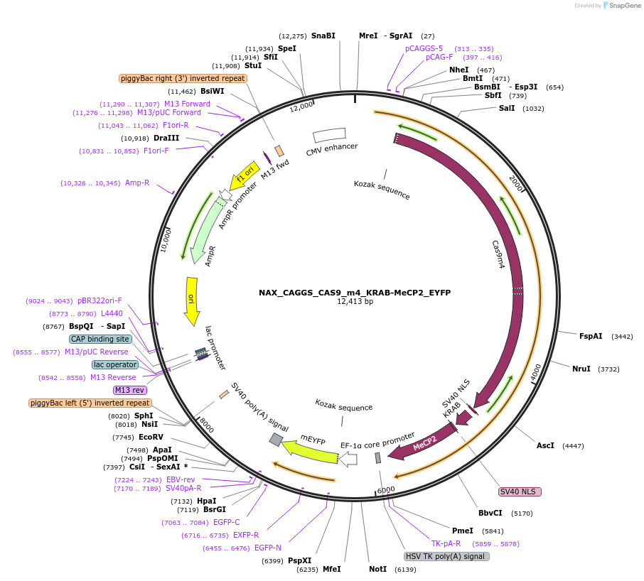 167898-plasmid-map-sequence-id-372003