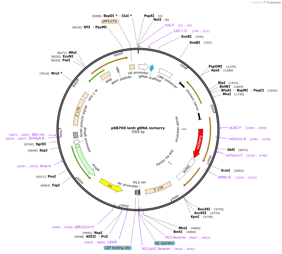 167910-plasmid-map-sequence-id-372006