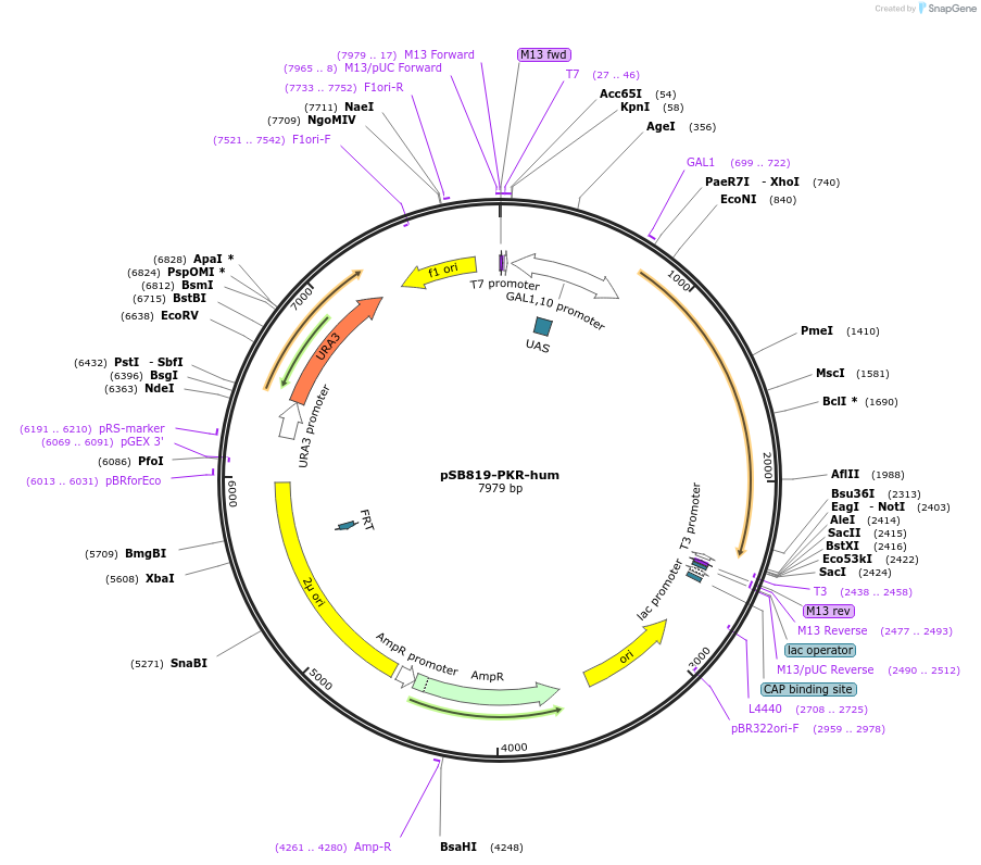 20030-plasmid-map-sequence-id-372021