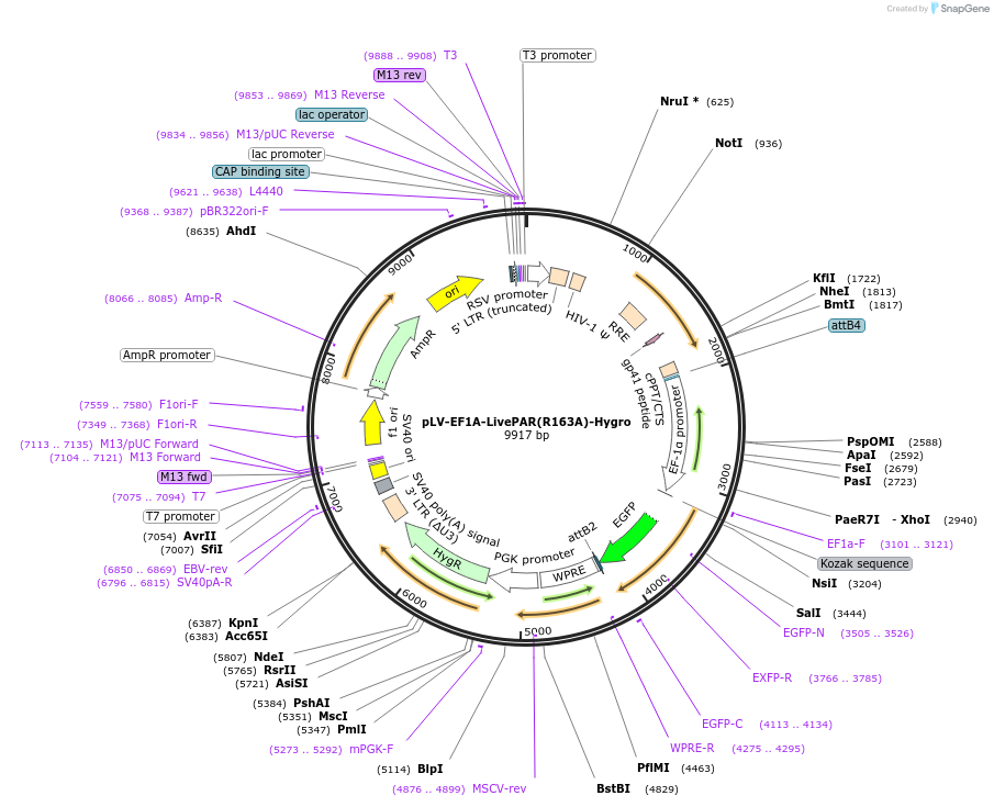 187609-plasmid-map-sequence-id-372032
