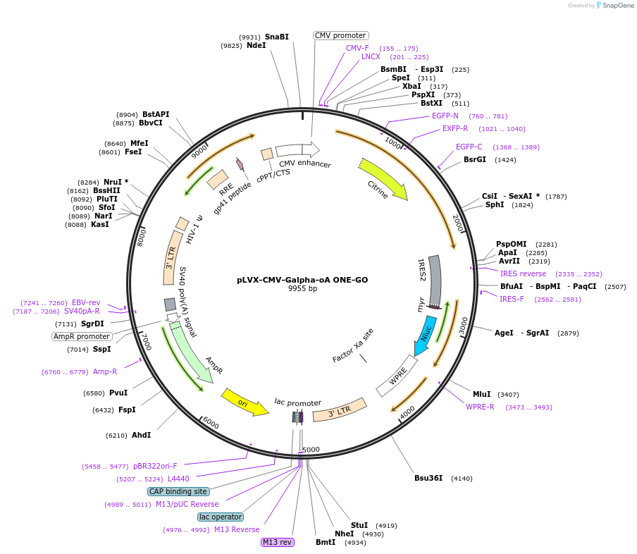 189732-plasmid-map-sequence-id-372103