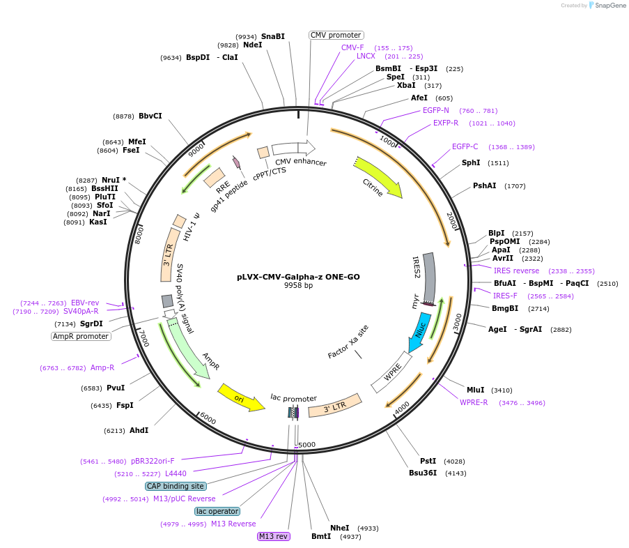 189734-plasmid-map-sequence-id-372106