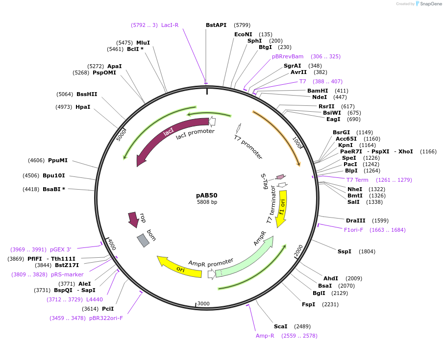 101678-plasmid-map-sequence-id-372118