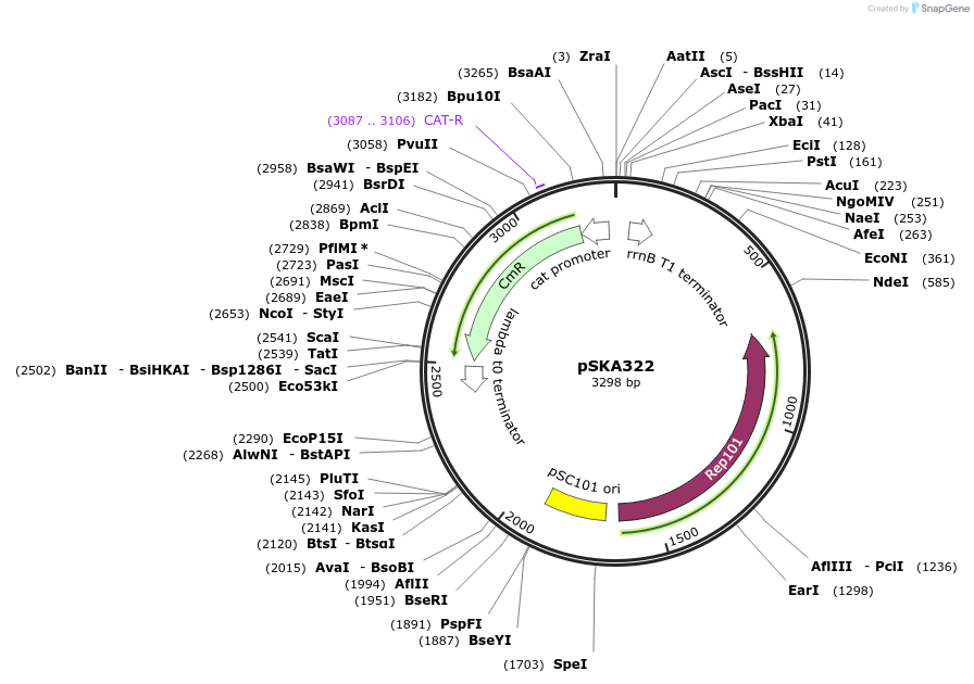 101676-plasmid-map-sequence-id-372121