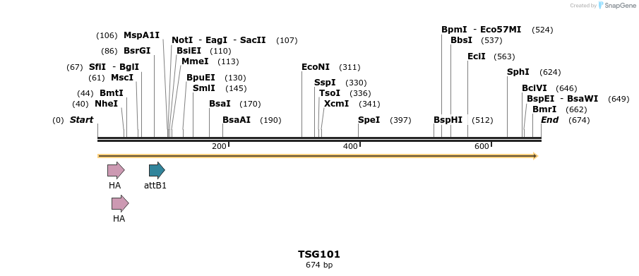 37216_map
