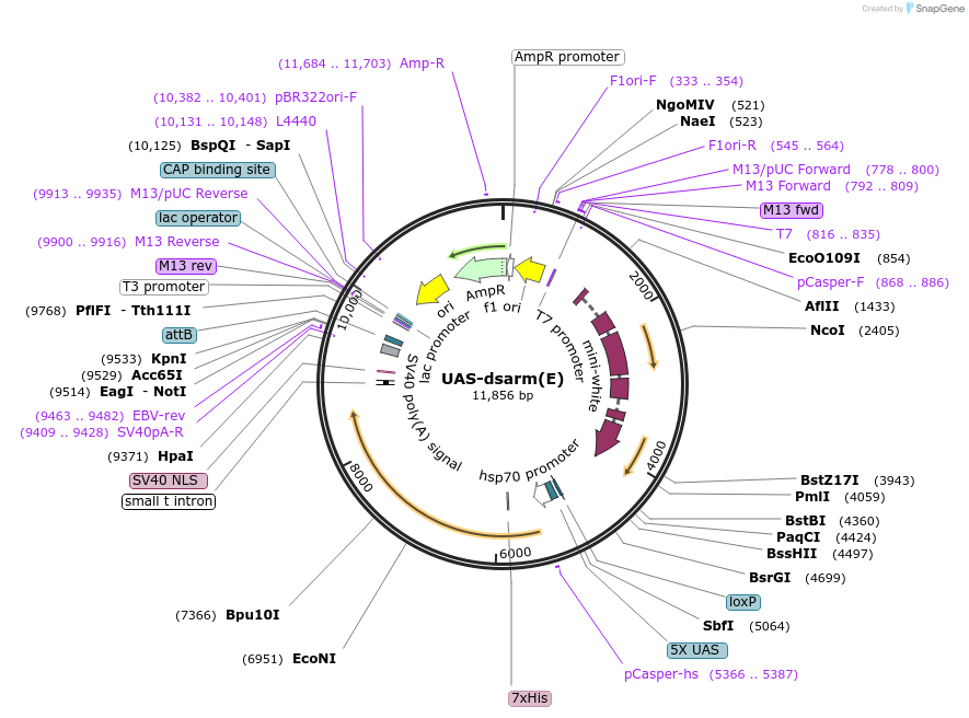 187870-plasmid-map-sequence-id-372225