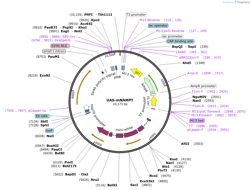 187887-plasmid-map-sequence-id-372228