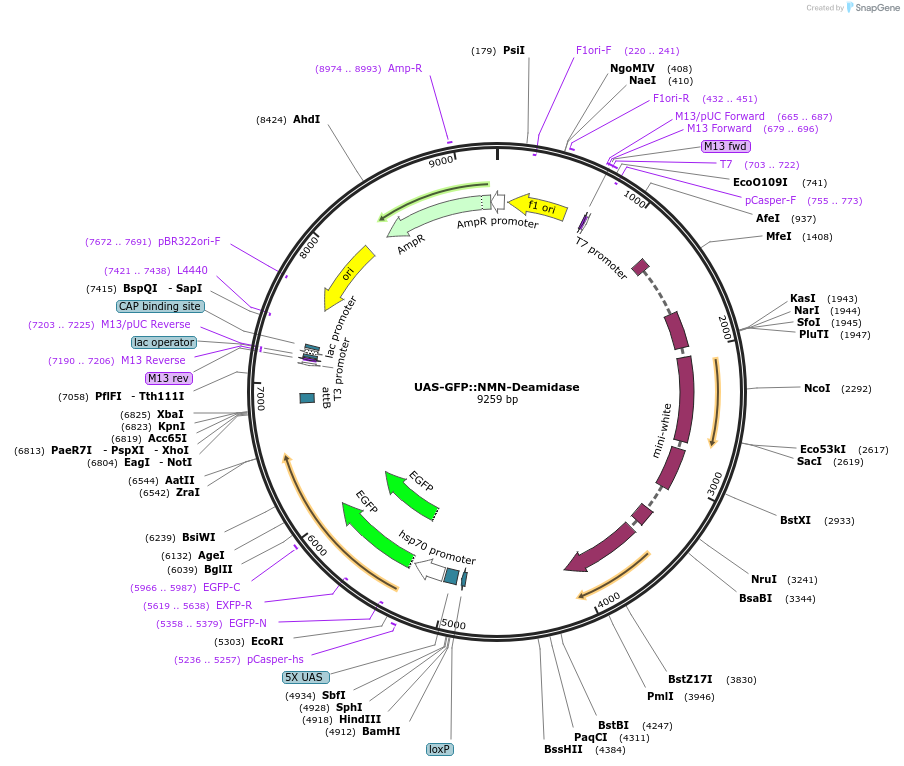 187868-plasmid-map-sequence-id-372229